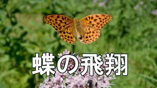 蝶の飛翔