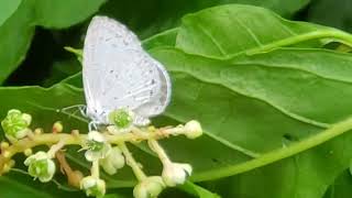 Summer Azure butterfly on Pokeweed Flowers