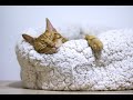 Fall Asleep Fast | Rain Sounds | 432hz | The Miracle Frequency | Vivid Dreams | Meditation | CuteCat