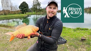 White Acres Live Match: Conquering Pollawyn Lake at the Autumn Festival!