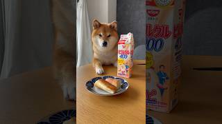 【ちゃちゃ丸】大好物の匂いを存分に感じる柴犬 #shorts