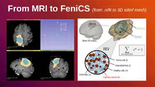 From MRI to FEniCS 3D xdmf mesh