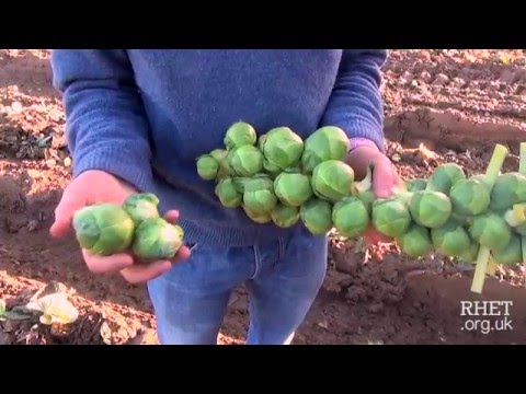 Brussels Sprout Harvesting Brussels Sprout Harvesting