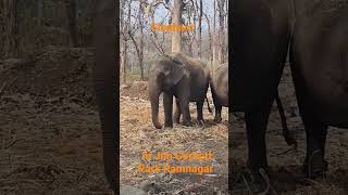 🐘🐘elephant in JimCorbettPark Ramnagar#elephant#viralhttps://youtube.com/@brotherstalents