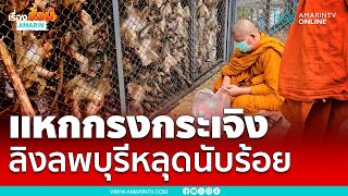 ลิงลพบุรีแหกกรงกว่า 200 ตัว ป่วนทั้งเมือง | เรื่องร้อนอมรินทร์