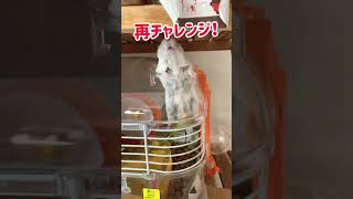 【ハムスターの脱走劇🐹】