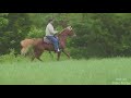 eastwest yonder gaited morgan gelding 5 may 2021