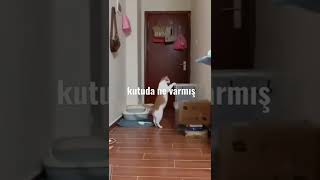 Kedi Kutunun İçinde Kendini Buluyor #kedi #kediler #kedivideoları #cats #cat #catlover