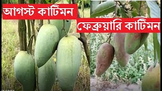 ১২ মাসি কাটিমন আম। বাগান নিয়ে নতুন চিন্তায় চাষিরা। কোন সিজনে ফলের কি অবস্থা। ১২ মাসি আম। আম চাষ।