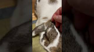 ﾏﾏﾅﾃﾞﾃ-🐰　#うさぎのたんぽぽ