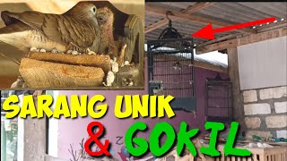 MENCARI SARANG BURUNG, SARANG BURUNG PERKUTUT DI ATAS SANGKAR