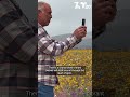 Wildflower bloom begins at Anza-Borrego Desert 🌻🌿 #sandiego #californianews #california