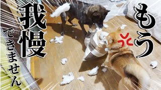 甲斐犬に叱られた柴犬がついにキレました！【甲斐犬・柴犬】