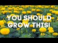 'Big Duck Yellow' Marigold | You Should Grow This!