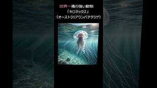 AIに聞いた動物にまつわる実話Vol.50 世界一毒の強い動物キロネックス #AI #オーストラリアウンバチクラゲ #クラゲ #世界一 #猛毒 #雑学 #shorts #shortsvideo