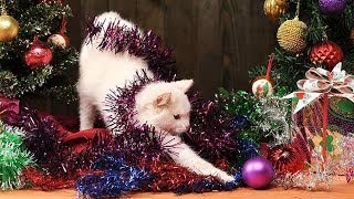 面白い猫の動画いたずら猫対クリスマスツリーのコンパイル