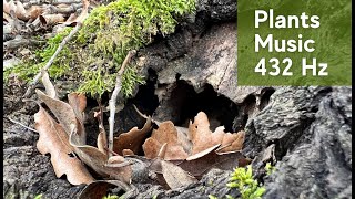 Music for Plants | 432 Hz Frequency Music for Stimulate Plants Growth