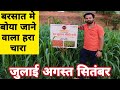 Red sudan sorghum मीठी हरी चरी | भारी बारिश में भी अच्छी पैदावार Barish me boya jane wala hara chara