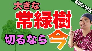 【今すぐ決断】常緑樹を大きくきるなら今が最適です