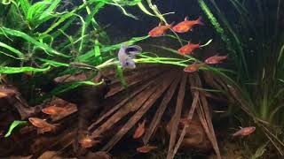 Apistogramma Panduro, guarding eggs or fry