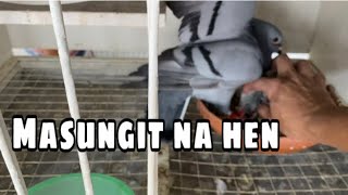 MASUNGIT NA HEN |Reggie Cruz Loft & Aviary #reggiecruzloftandaviary #racingpigeon