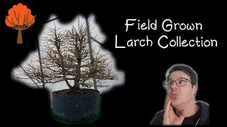 Field Grown Larch Collection