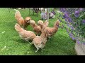 effective strategies helping feathered pets beat the heat. collect eggs. garden care harvest cook