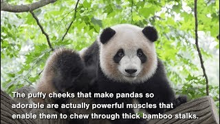 Five Fascinating Facts about Pandas - Never Stop Learning