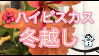 【番外編　水栽培で増やす】ハイビスカスの冬越し最中に発根させ増やそう！　 剪定 ハイビスカスの増やし方　ハイビスカスの発根の仕方　体験談から紹介します。