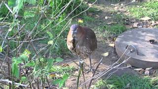 ミゾゴイ、餌ではなかった