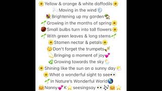 Daffodils in My Garden Nature’s Wonderful Poems \u0026 SongsWorld Nanny K seesingsay