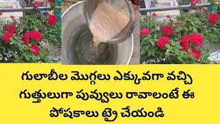 గులాబీ మొగ్గలు ఎక్కువగా వచ్చి గుత్తులుగా పువ్వులు రావాలంటే ఈ పోషకాలు ఇచ్చి చూడండి