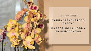 Первичный уход после покупки. 5 новых орхидей! Продолжаю борьбу против клеща 🕷️