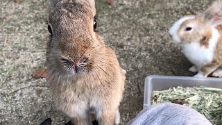 私の膝に手を置き、身を乗り出して話しかけてきたうさぎ！