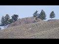 male grizzly chases sow and cubs full chase