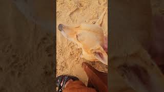 Sunsettime at the Beach in Sri Lanka 🌅🇱🇰🐕 #sunset #viralvideo #shorts #srilanka