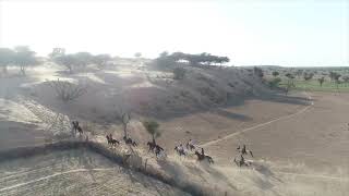 India - Magic Of Marwar Horse Tour