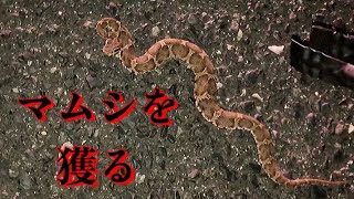 猛毒マムシ 捕獲の瞬間