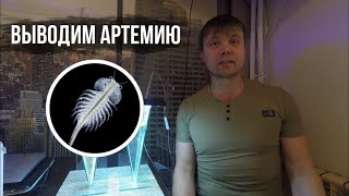 ВЫВОДИМ АРТЕМИЮ (100%) / МОРСКОЕ ХОББИ