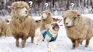 Dog Has Complete MELTDOWN When Meets Sheep For The First Time
