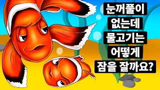 물고기는 왜 눈꺼풀이 없고, 잠은 어떻게 잘까요?