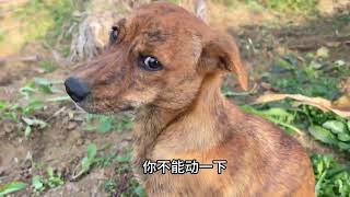 带着狗子来挖冬天的第一蓝野菜 狗子兴奋的满地撒欢 #田园犬 #田园生活