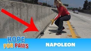 WHY??? Why would anyone throw a kitten on the freeway??? Please share.