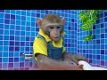 kiki monkey eat world s biggest hamburger fast food at mcdonald at 24 hours kudo animal kiki