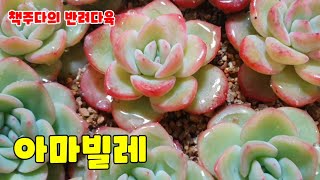 자막영상[반려다육]다육식물 아마빌레 심으며, 사는얘기 잠깐