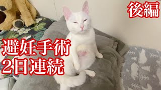 【閲覧プチ注意】【避妊手術】保護猫4姉妹2日連続避妊手術　仲良し姉妹の関係に変化　（後編）