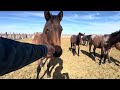 2025 foals. 