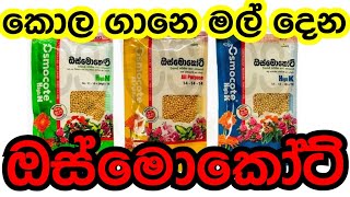 How to use osmocot fertilizer #osmocot #sinhala #fertilizer #easy #howto #garden #tips #tricks