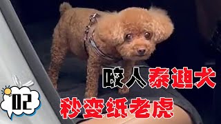 咬人泰迪犬到了新环境，立马隐藏情绪秒变纸老虎，随意拿捏【犬道app】