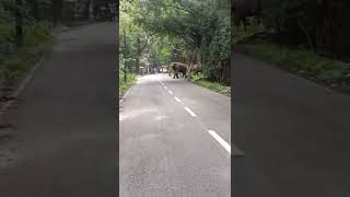 അതിരപ്പിള്ളി വനപാതയിൽ റോഡ് മുറിച്ചുകടക്കുന്ന മൂന്നു കൊമ്പന്മാർ